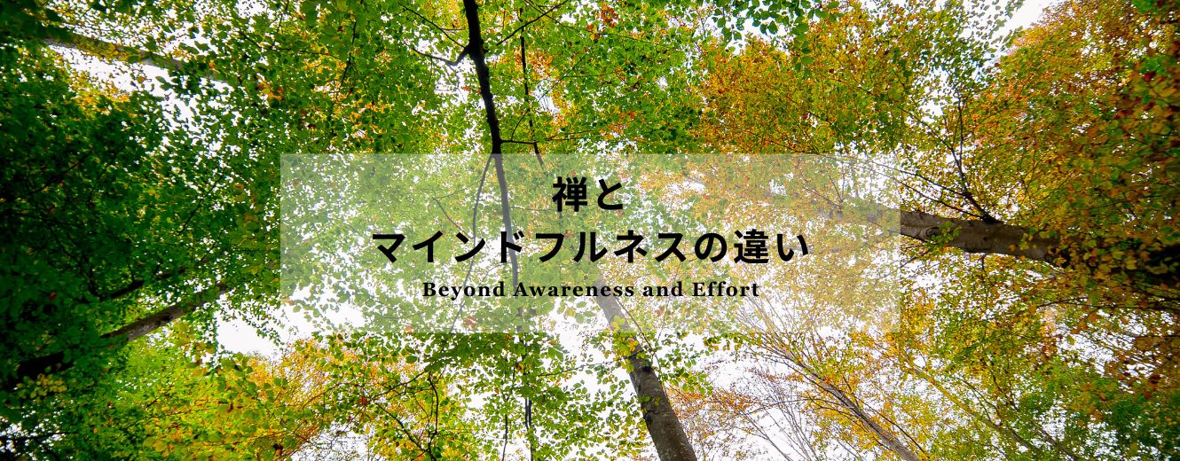A view of tall forest trees from below, used as a hero image for an article explaining the difference between Zen and mindfulness.